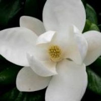 magnolia-little-gem-large
