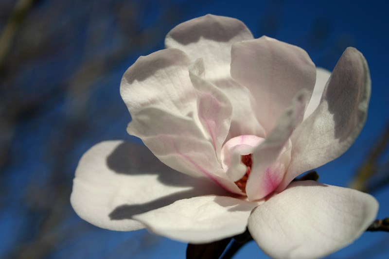 Magnolia DeciduousStalata type flower  b