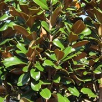 magnolia-kay-parris-large