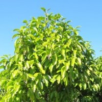 magnolia-michelia-alba-large