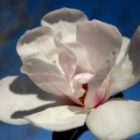 magnolia-soulangeana-large