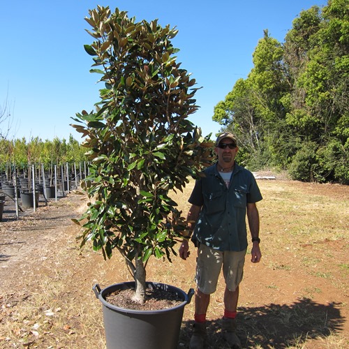 Magnolia Little Gem Trees 110 Litre Shop Online